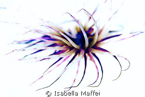 "TUBE WORM"
Any artificial white background was used.
W... by Isabella Maffei 